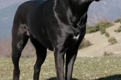 A Cane Corso