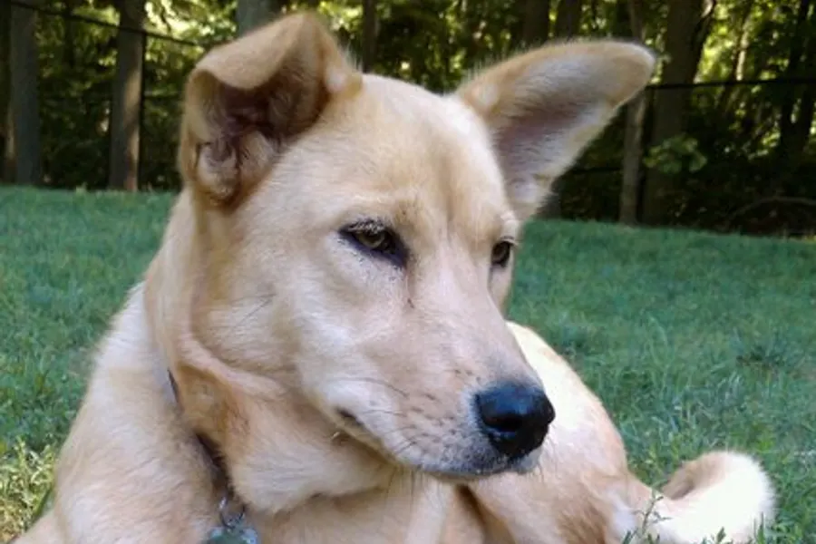 A Carolina Dog, a medium dog of the foundation stock service group