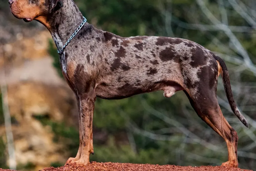 A Catahoula Leopard Dog, a large dog of the foundation stock service group