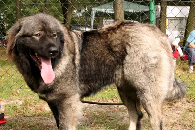 A Caucasian Shepherd Dog