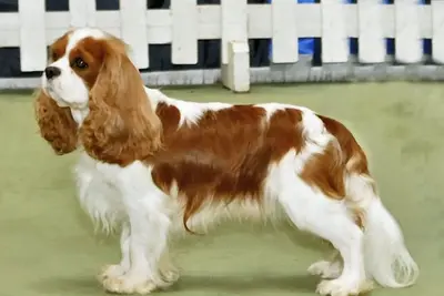 A Cavalier King Charles Spaniel