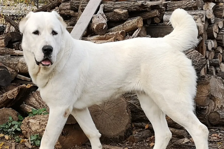 A Central Asian Shepherd Dog, a large dog of the foundation stock service group