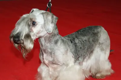 A Cesky Terrier
