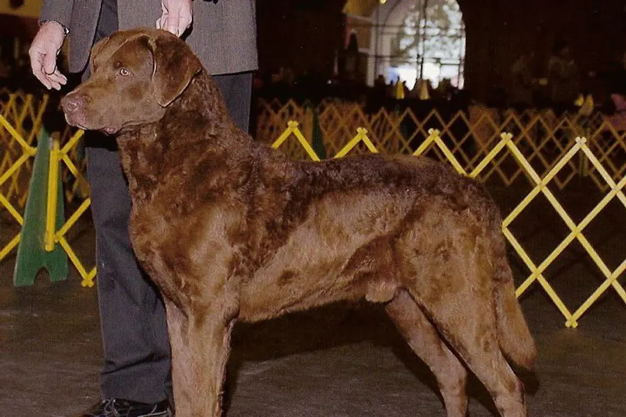A Chesapeake Bay Retriever, a large dog of the sporting group