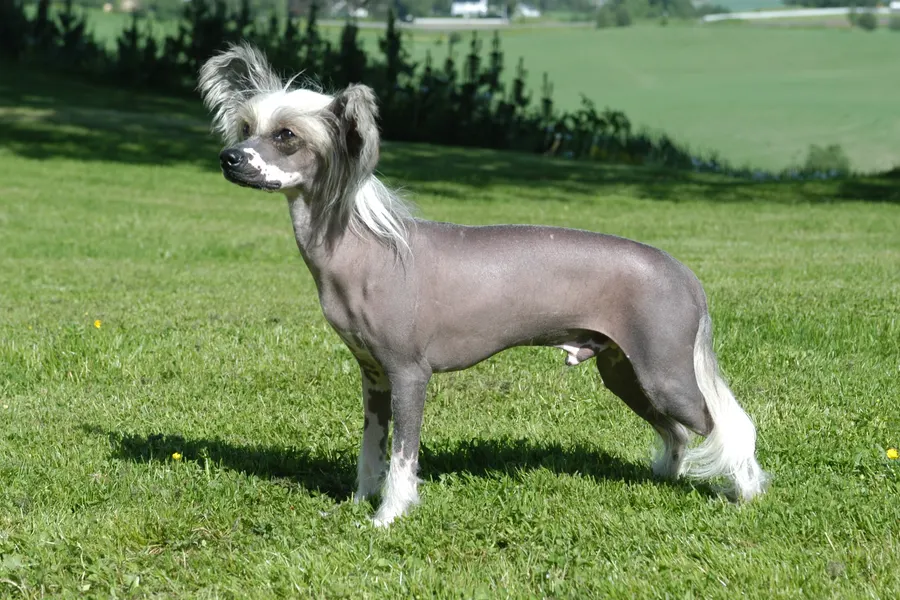 A Chinese Crested, a toy dog of the toy group