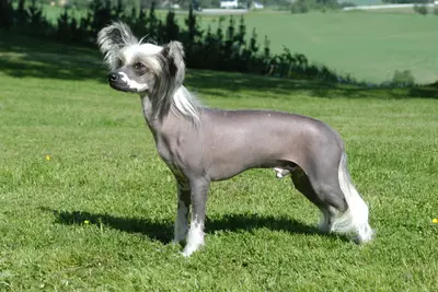 A Chinese Crested