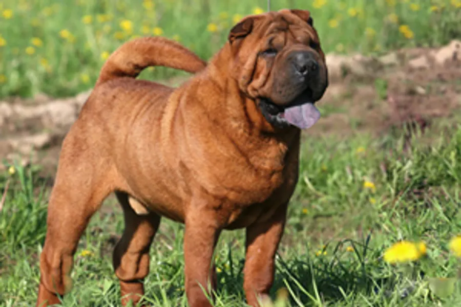A Chinese Shar-Pei, a large dog of the non-sporting group