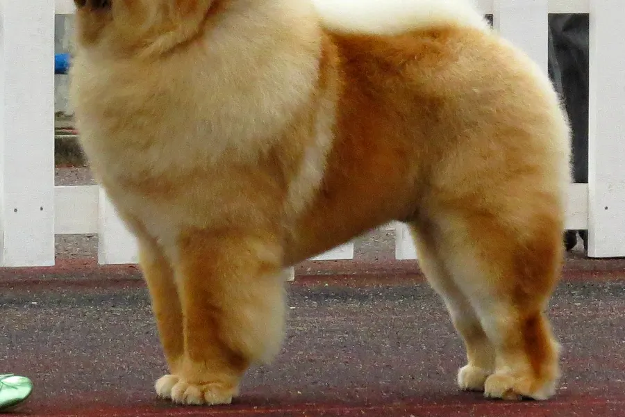 A Chow Chow, a large dog of the non-sporting group