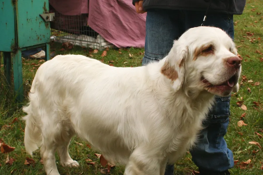 A Clumber Spaniel, a large dog of the sporting group