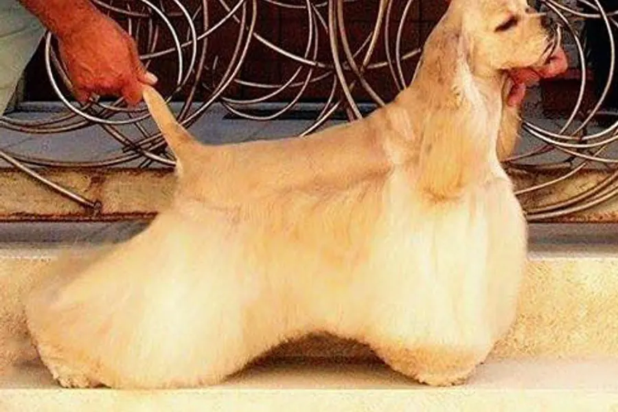 A Cocker Spaniel, a medium dog of the sporting group