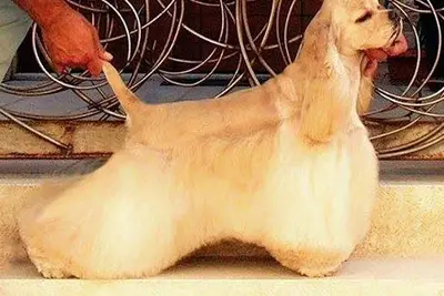A Cocker Spaniel
