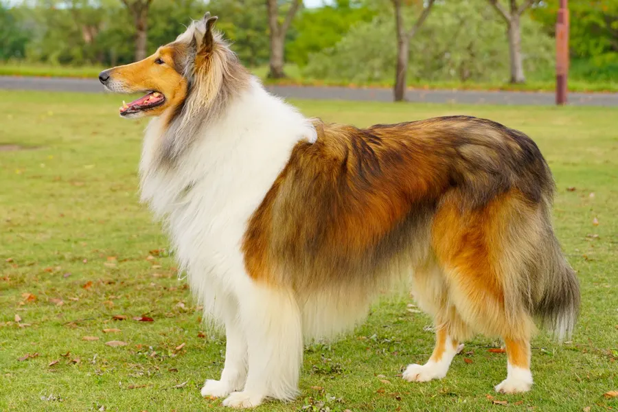 A Collie, a large dog of the herding group