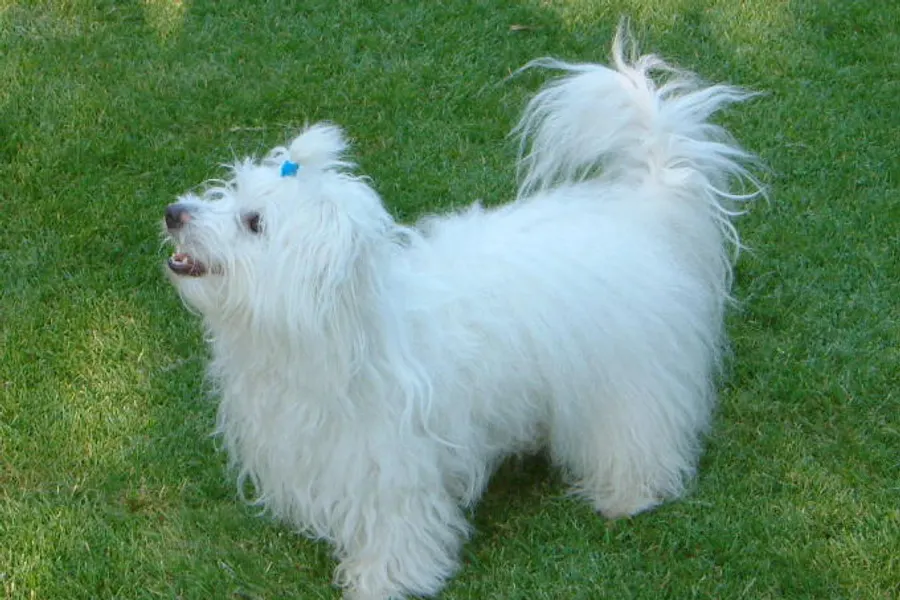 A Coton de Tulear, a small dog of the non-sporting group