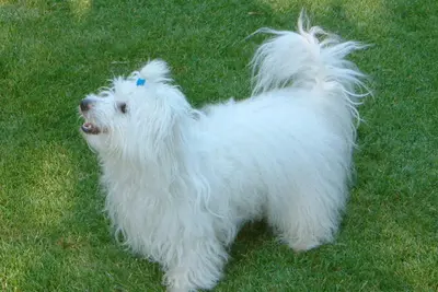 A Coton de Tulear
