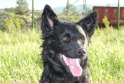A Croatian Sheepdog