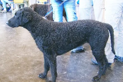 A Curly-Coated Retriever