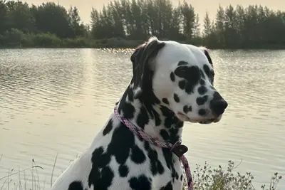 A Dalmatian
