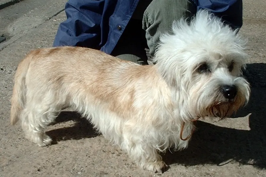 A Dandie Dinmont Terrier, a small dog of the terrier group