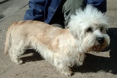 A Dandie Dinmont Terrier