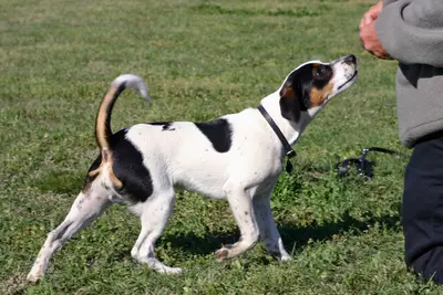 A Danish-Swedish Farmdog