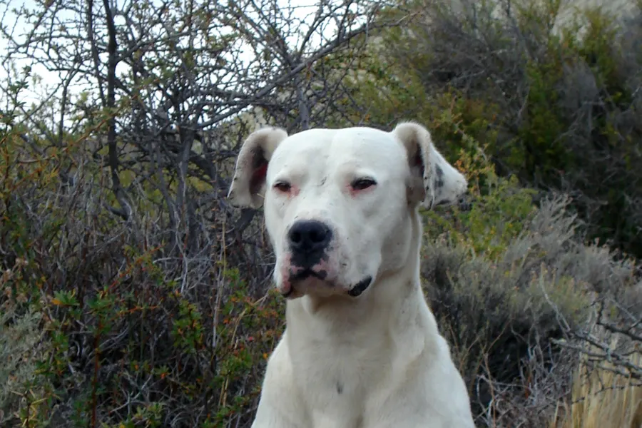A Dogo Argentino, a large dog of the working group