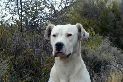 A Dogo Argentino