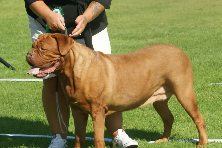 A Dogue de Bordeaux, a large dog of the working group