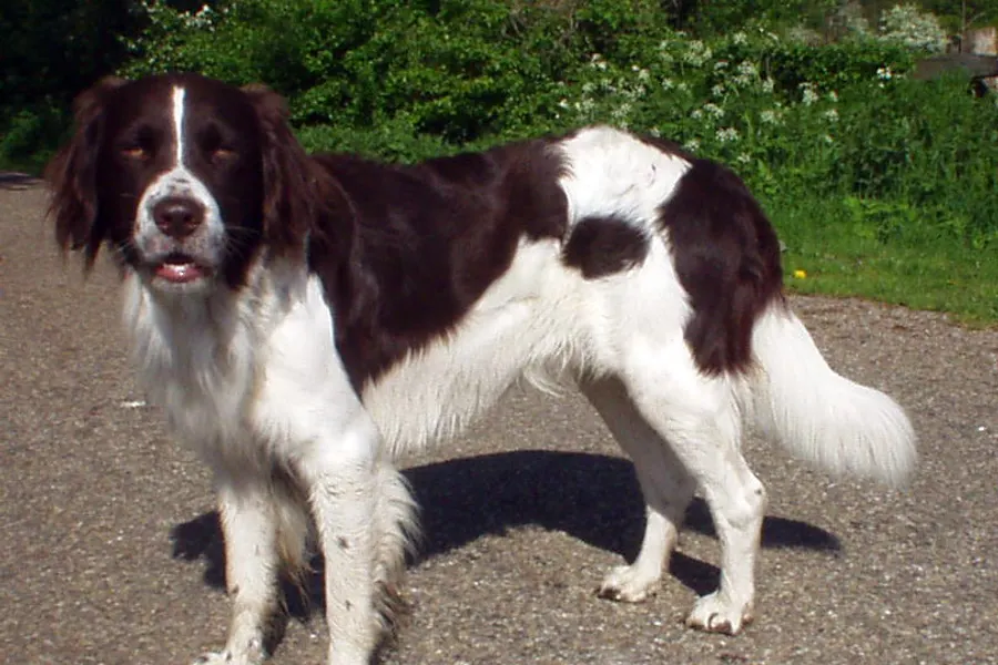 A Drentsche Patrijshond, a large dog of the foundation stock service group