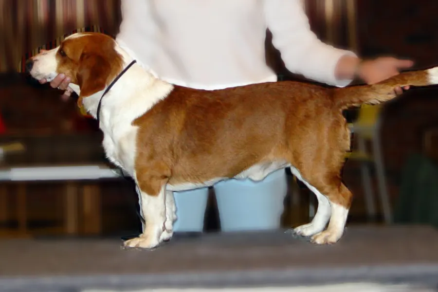 A Drever, a medium dog of the foundation stock service group
