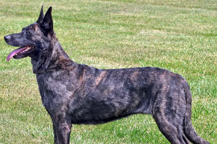 A Dutch Shepherd, a large dog of the miscellaneous class group