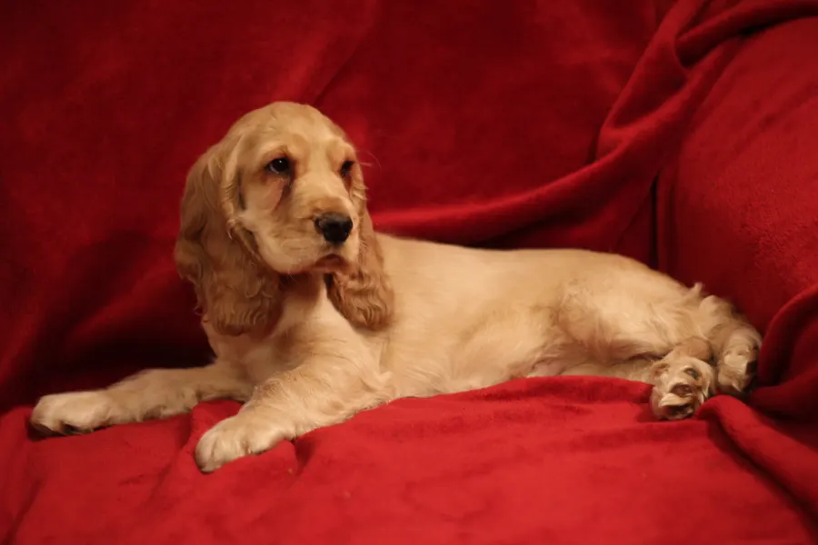 A English Cocker Spaniel, a medium dog of the sporting group