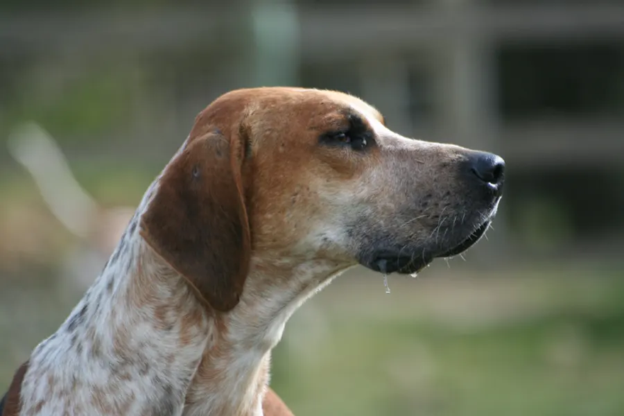 A English Foxhound, a large dog of the hound group
