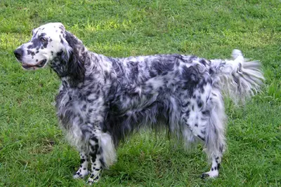 A English Setter