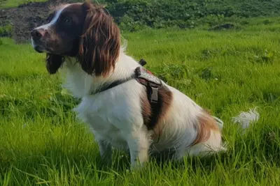 A English Springer Spaniel