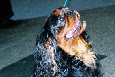 A English Toy Spaniel
