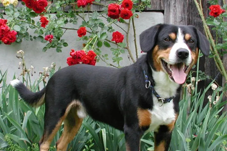 A Entlebucher Mountain Dog, a large dog of the herding group