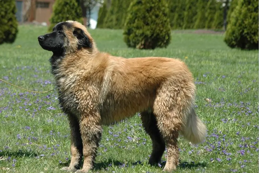 A Estrela Mountain Dog, a large dog of the foundation stock service group