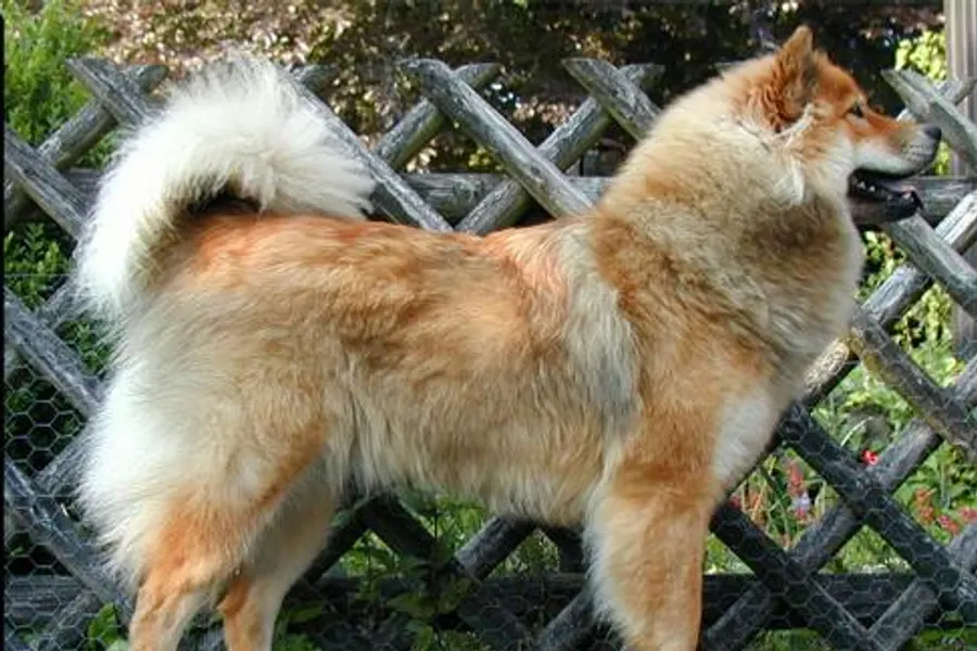 A Eurasier, a large dog of the foundation stock service group