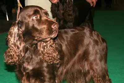 A Field Spaniel
