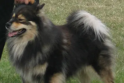 A Finnish Lapphund
