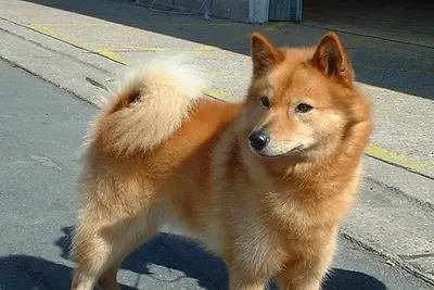 A Finnish Spitz