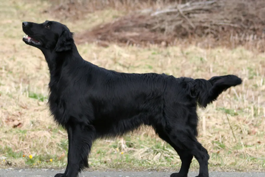 A Flat-Coated Retriever, a large dog of the sporting group