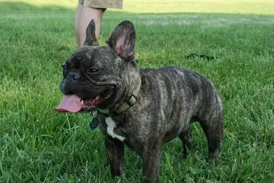 A French Bulldog