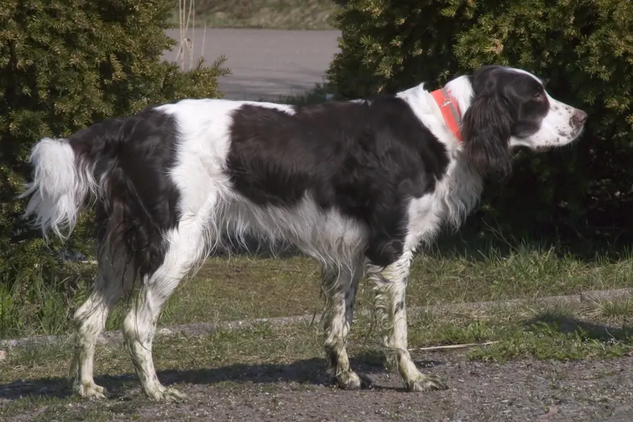 A French Spaniel, a large dog of the foundation stock service group