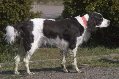 A French Spaniel