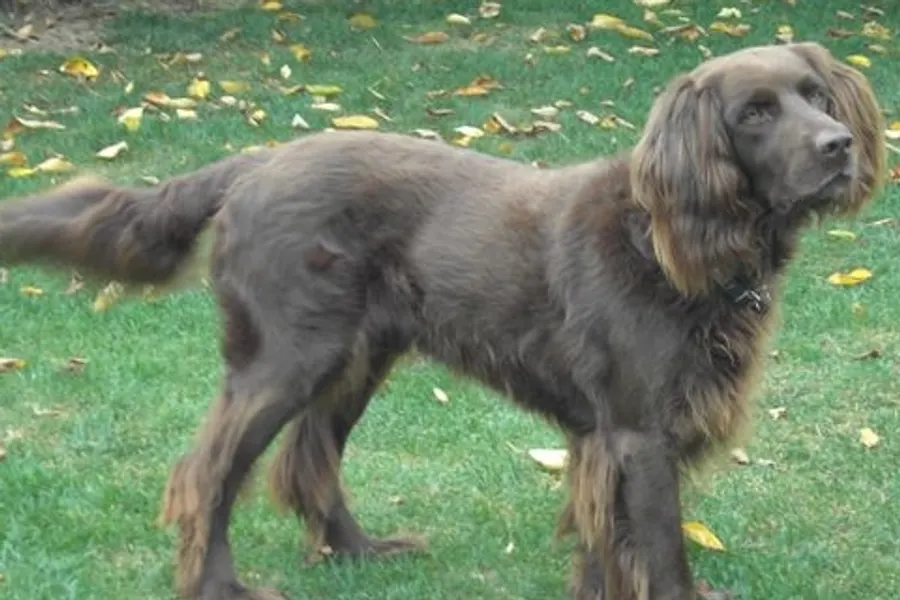A German Longhaired Pointer, a large dog of the foundation stock service group