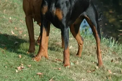 A German Pinscher