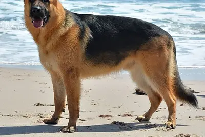 A German Shepherd Dog