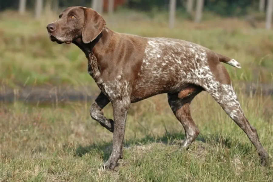 A German Shorthaired Pointer, a large dog of the sporting group