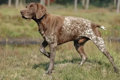 A German Shorthaired Pointer
